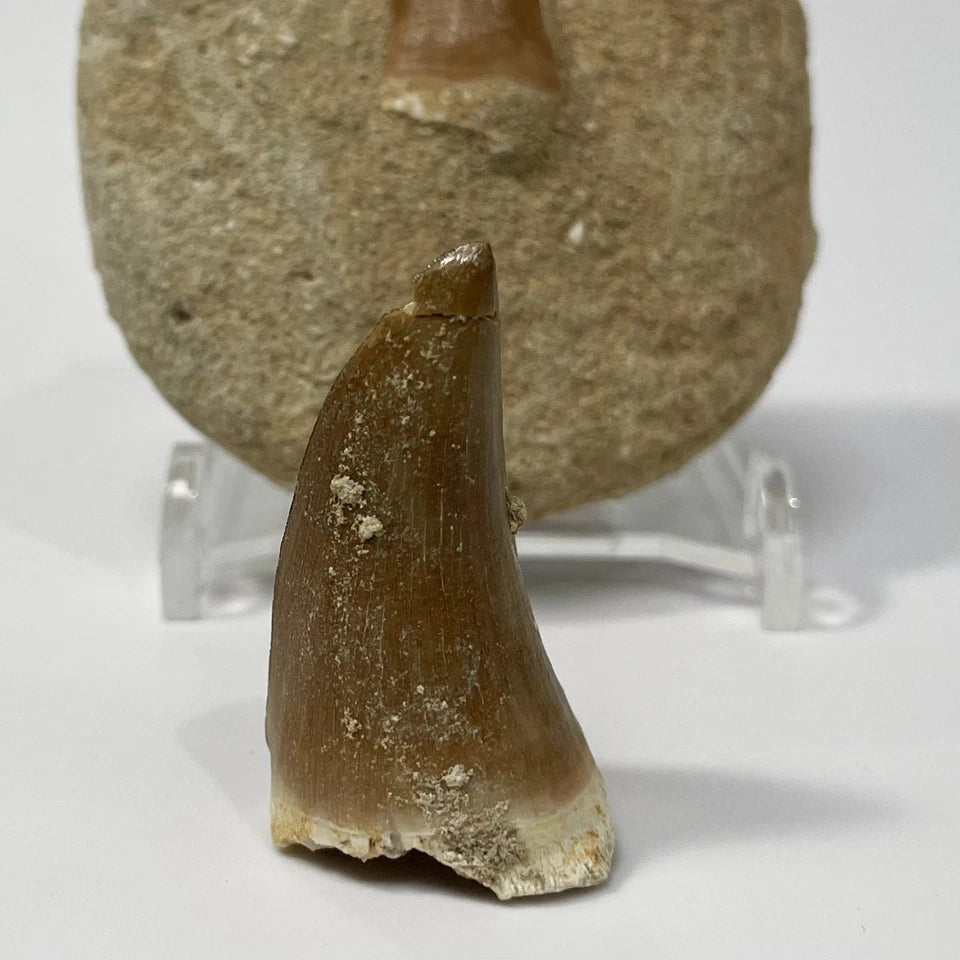 Mosasaur Tooth Bundle With Stand- Two Genuine Fossil Mosasaur Dinosaur Teeth