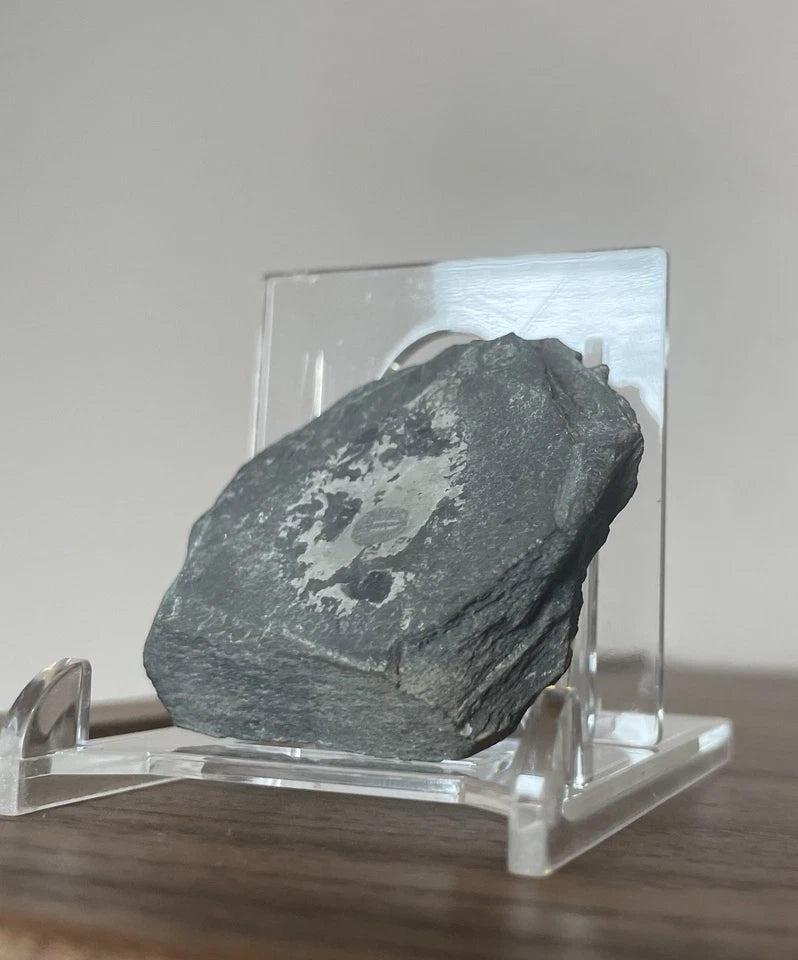 Trilobite Meraspid Larva (~5 mm) – Early Palaeozoic Fossil