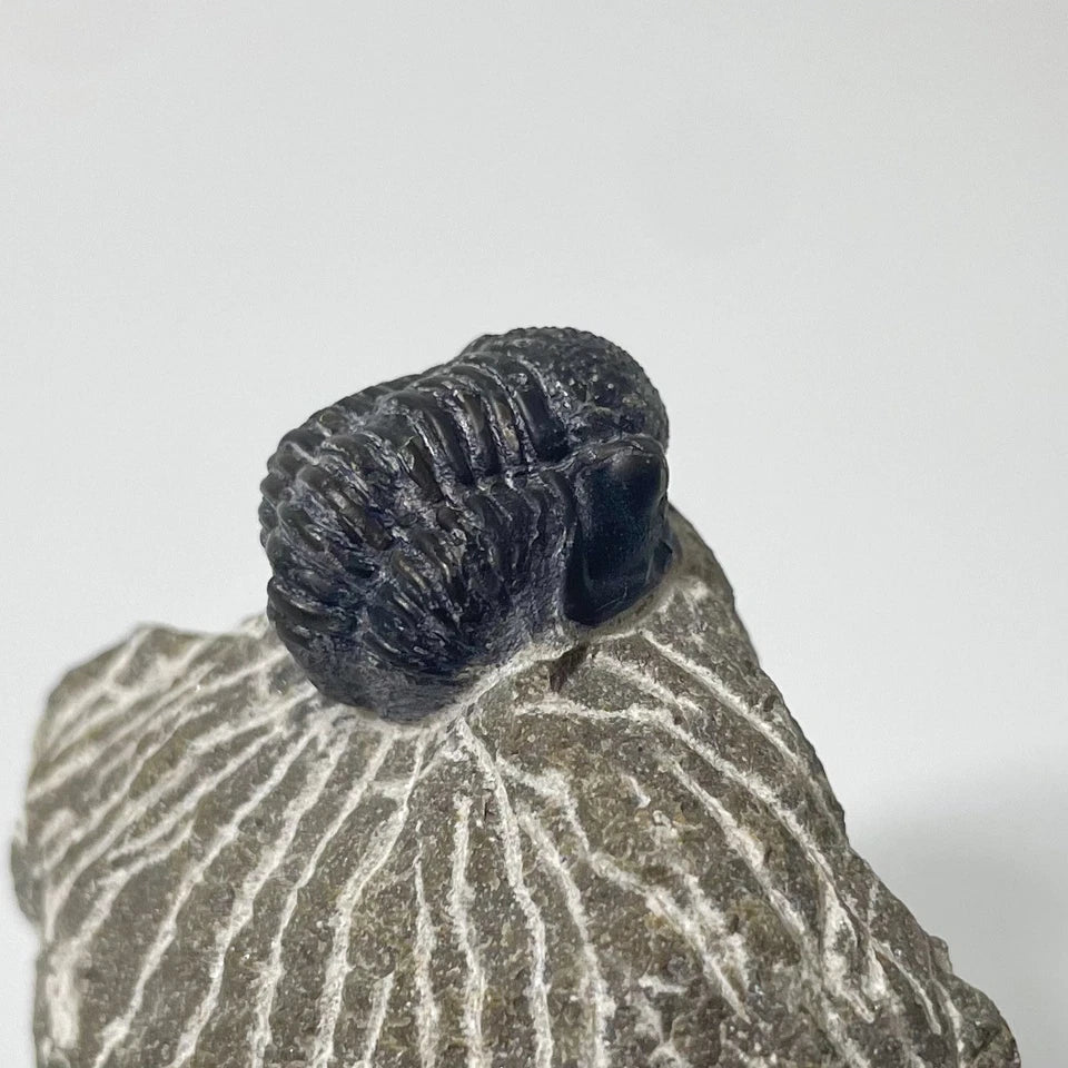 Trilobite Fossil On Natural Matrix - Moroccan Excellent Definition ~ 23mm