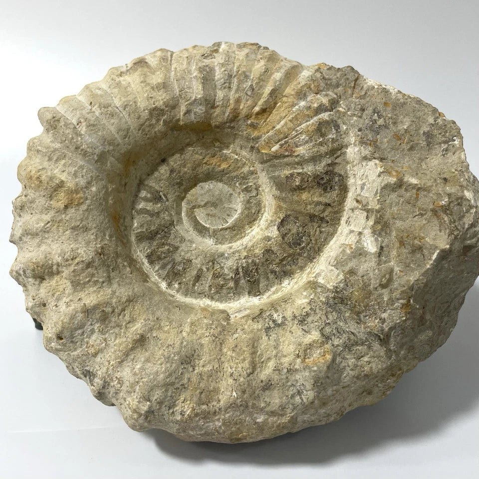 Giant Ammonite Fossil - Natural 3.6kg Specimen Rare - 21cm - Agadir Morocco