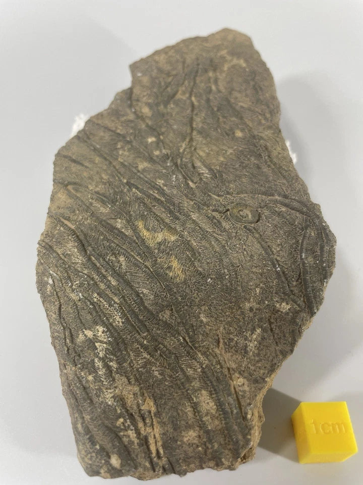 Crinoid Fossil Rich Slab Specimen - 140mm X 70mm - Excellent Preservation+Detail