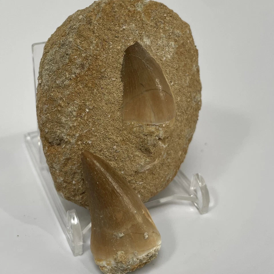 Mosasaur Tooth Bundle With Stand- Two Genuine Fossil Mosasaur Dinosaur Teeth
