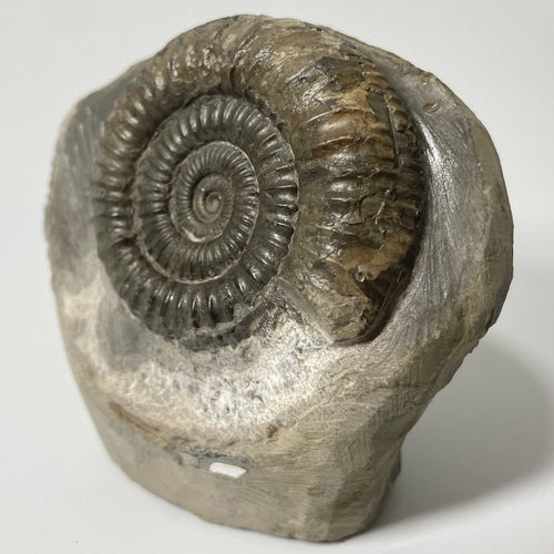 Dactylioceras Ammonite Fossil - 170 Million Years Old - Whitby - 60mm