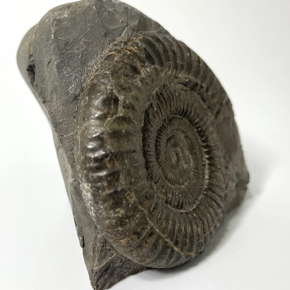 Dactylioceras Ammonite Fossil - 170 Million Years Old - Whitby - 60mm