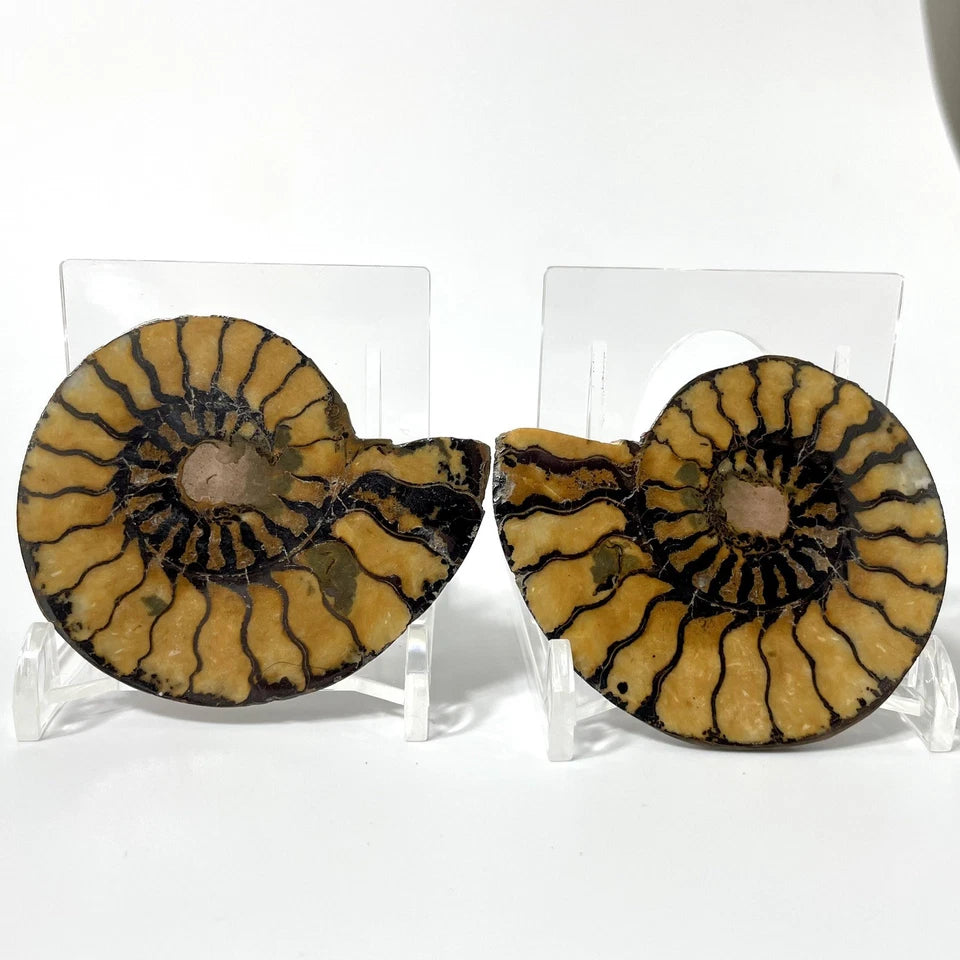 Unique Ammonite Fossil Pair 60mm - natural fossil
