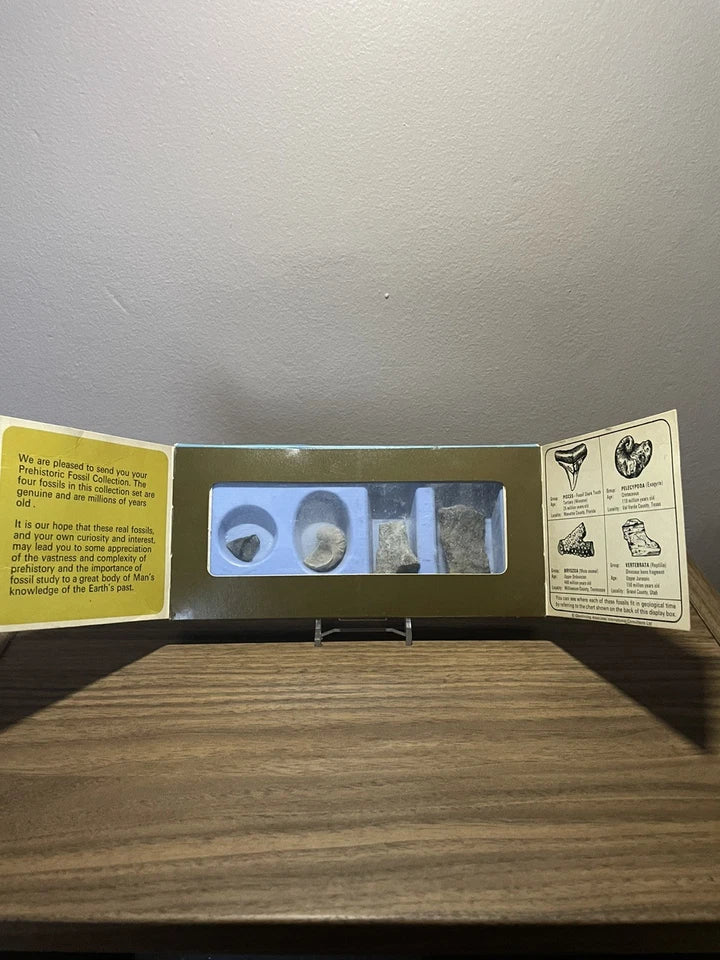 Vintage Prehistoric Fossil Collection presented by Chivers 1973 - With Stand