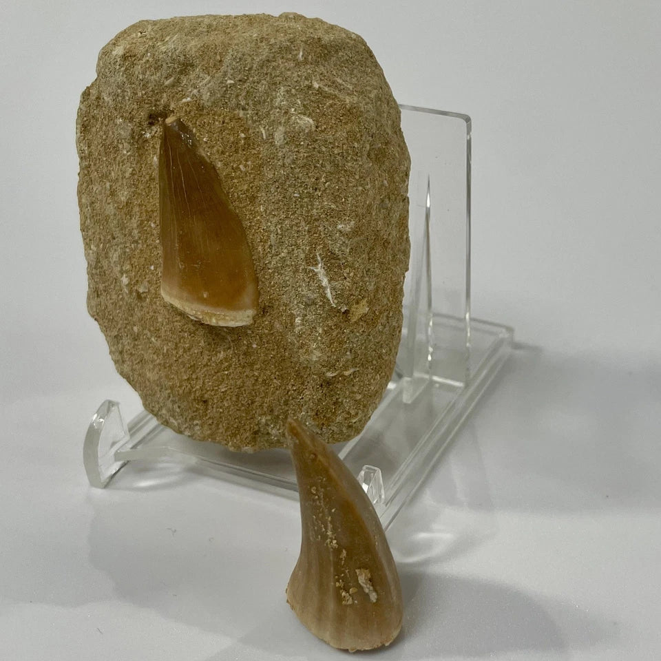 Large Mosasaur Tooth Bundle With Stand- Two Genuine Fossil Dinosaur Teeth