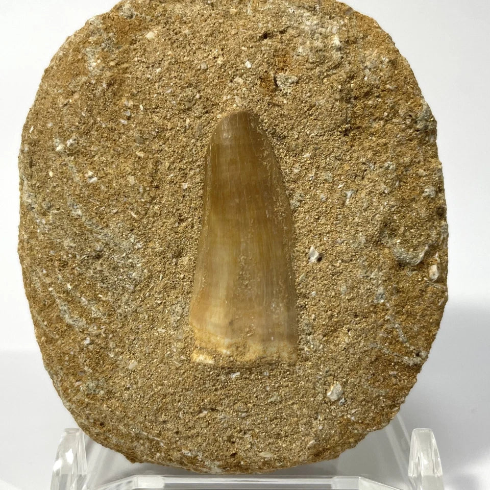 Large Mosasaur Tooth Bundle With Stand- Two Genuine Fossil Dinosaur Teeth