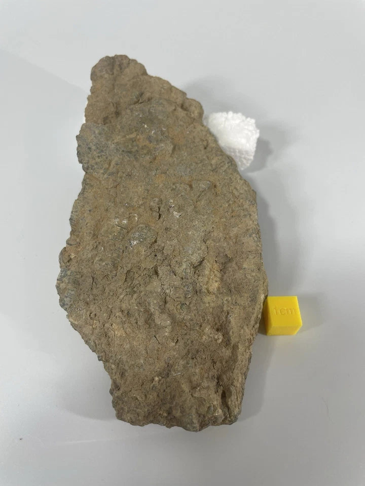 Crinoid Fossil Rich Slab Specimen - 140mm X 70mm - Excellent Preservation+Detail