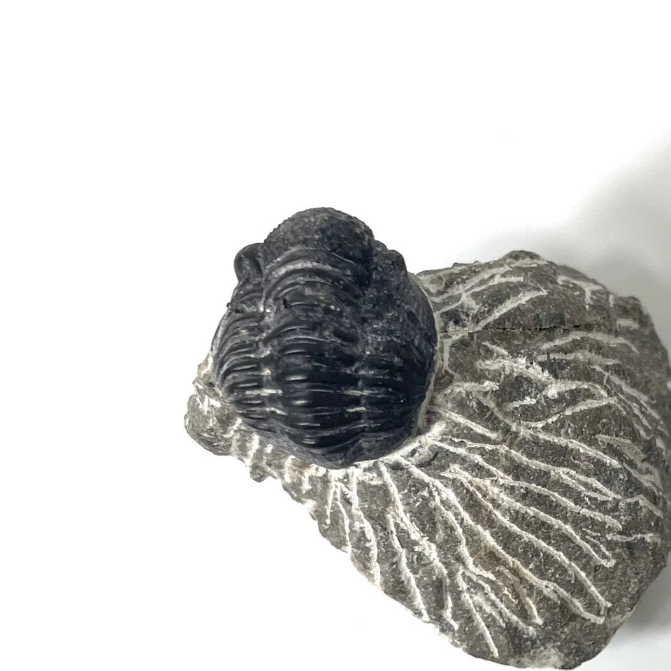 Trilobite Fossil On Natural Matrix - Moroccan Excellent Definition 32mm