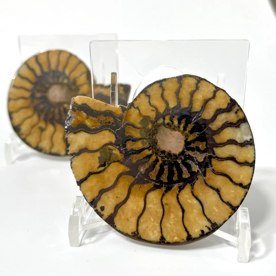 Unique Ammonite Fossil Pair 60mm - natural fossil