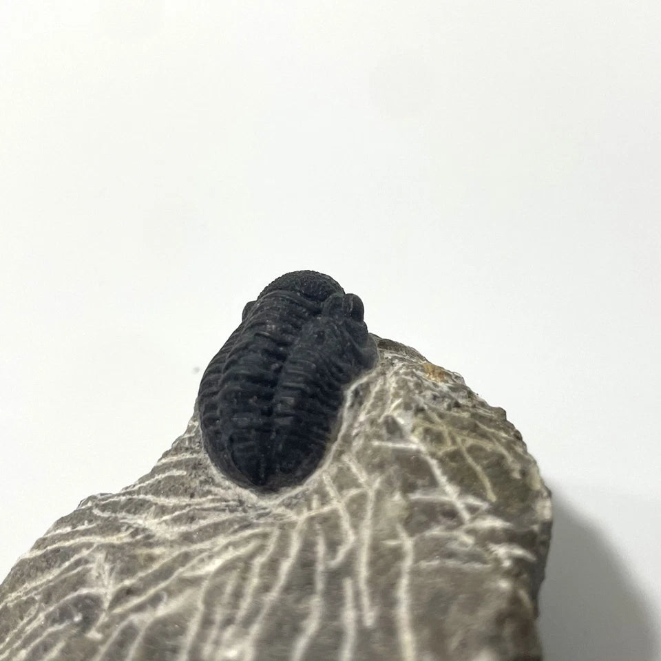 Trilobite Fossil On Natural Matrix - Moroccan Excellent Definition 25mm