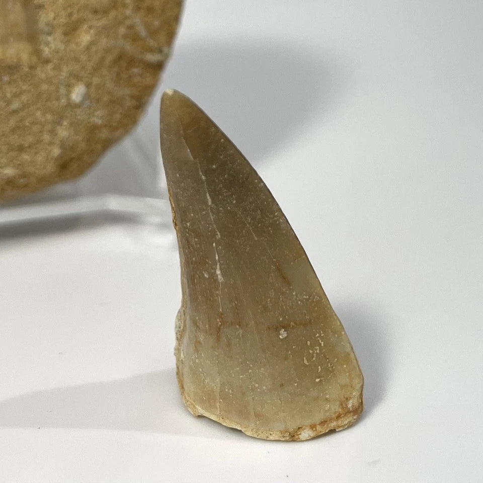 Large Mosasaur Tooth Bundle With Stand- Two Genuine Fossil Dinosaur Teeth