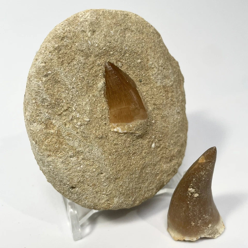 Mosasaur Tooth Bundle With Stand- Two Genuine Fossil Mosasaur Dinosaur Teeth