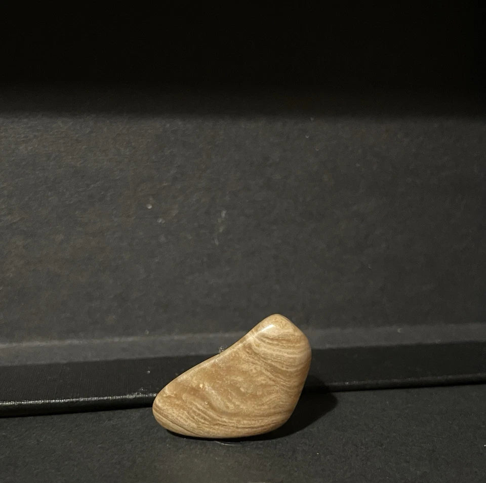 Fossil Stromatolite - West Wyoming USA, Genuine Natural Fossil, 2cm