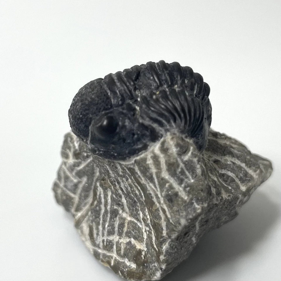 Trilobite Fossil On Natural Matrix - Moroccan Excellent Definition 32mm
