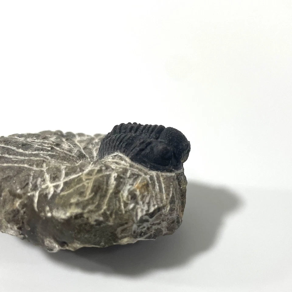 Trilobite Fossil On Natural Matrix - Moroccan Excellent Definition 25mm