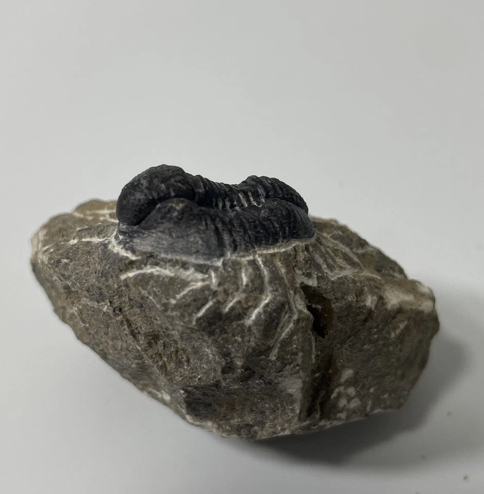 Trilobite Fossil On Natural Matrix - Moroccan Excellent Definition ~ 25mm