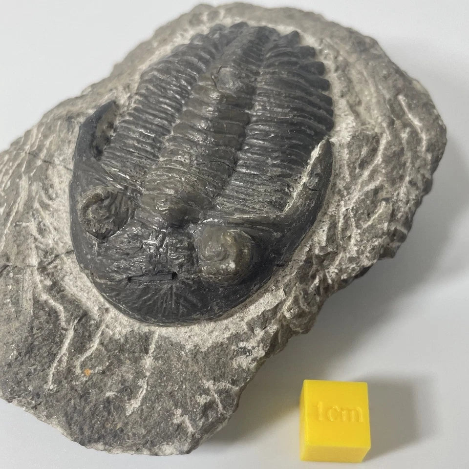 Hollardops Trilobite Fossil