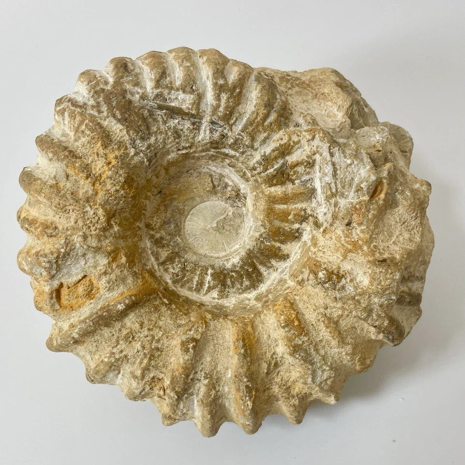 Large Ammonite Fossil From Agadir Morocco ~125mm  Exact Specimen Shown