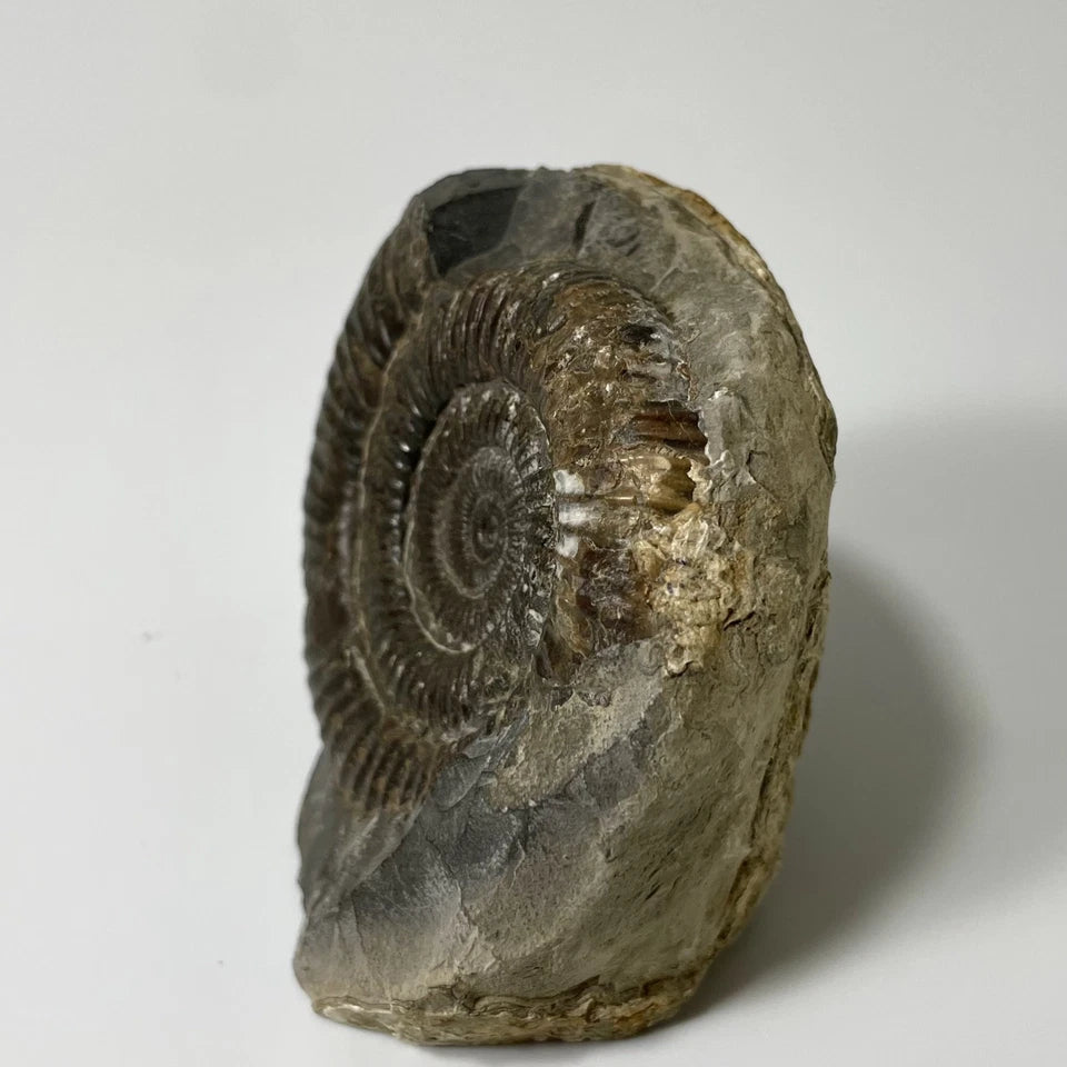 Large Dactylioceras Ammonite Fossil - 170 Million Years Old - Whitby - 70mm