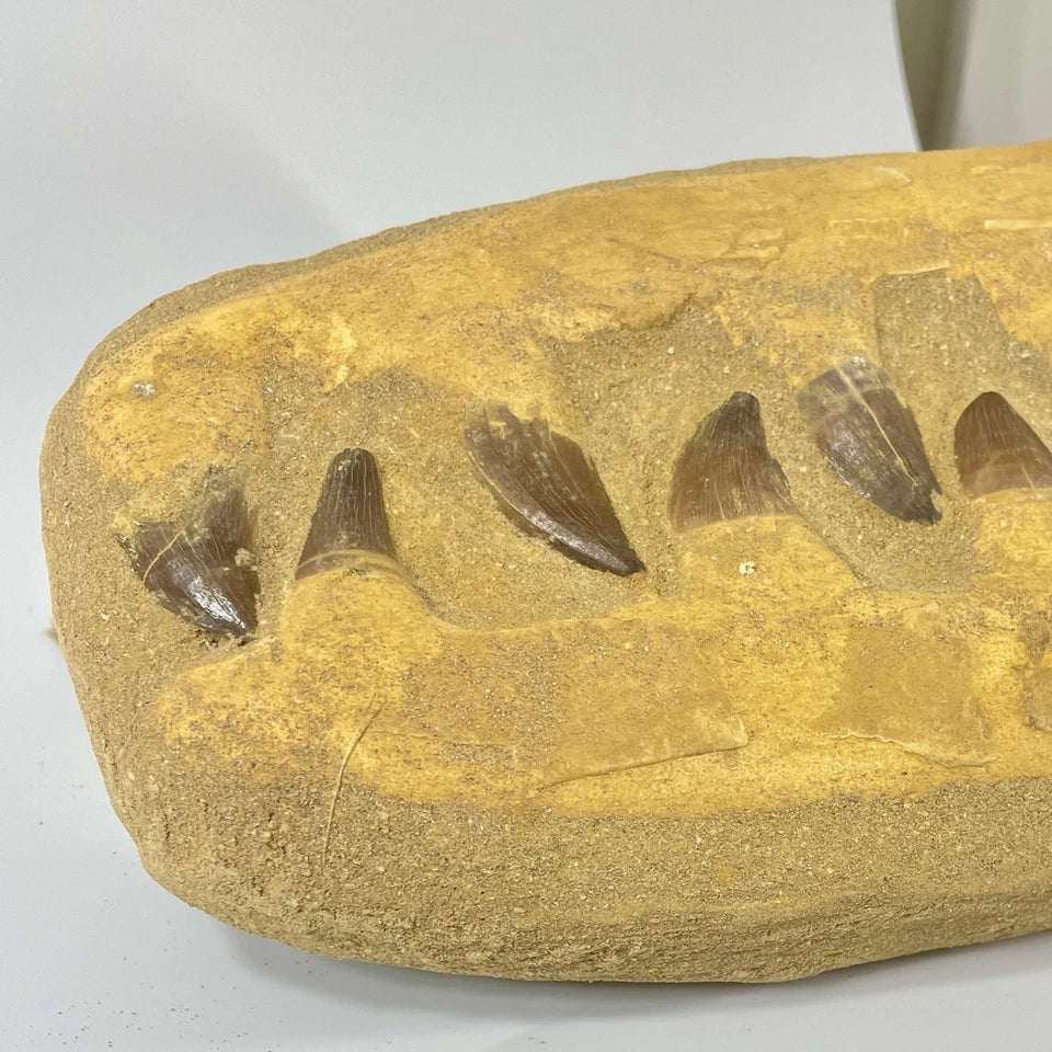 Mosasaur Jaw Section Natural Teeth And Bone Fossil In Composite Matrix ~ 23cm