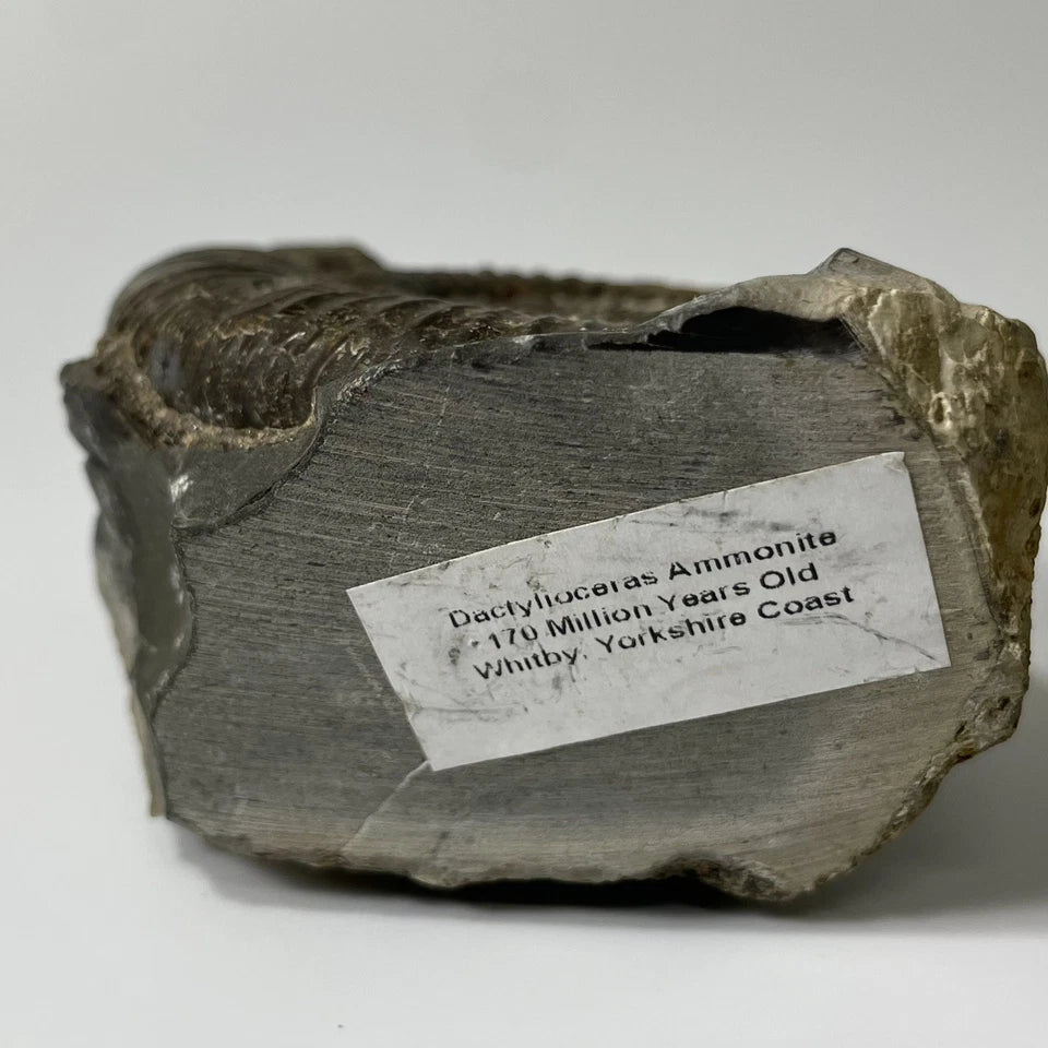 Large Dactylioceras Ammonite Fossil - 170 Million Years Old - Whitby - 70mm