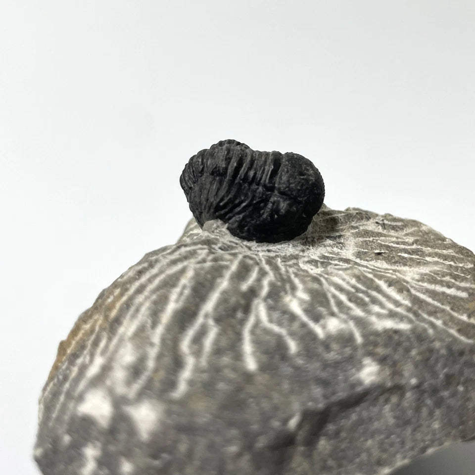 Trilobite Fossil On Natural Matrix - Moroccan Excellent Definition 25mm