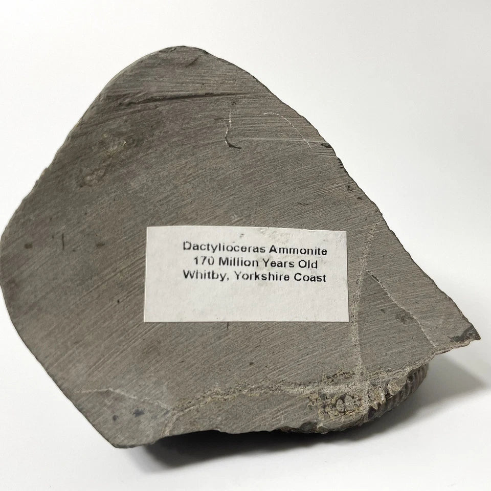 Dactylioceras Ammonite Fossil - 170 Million Years Old - Whitby - 60mm