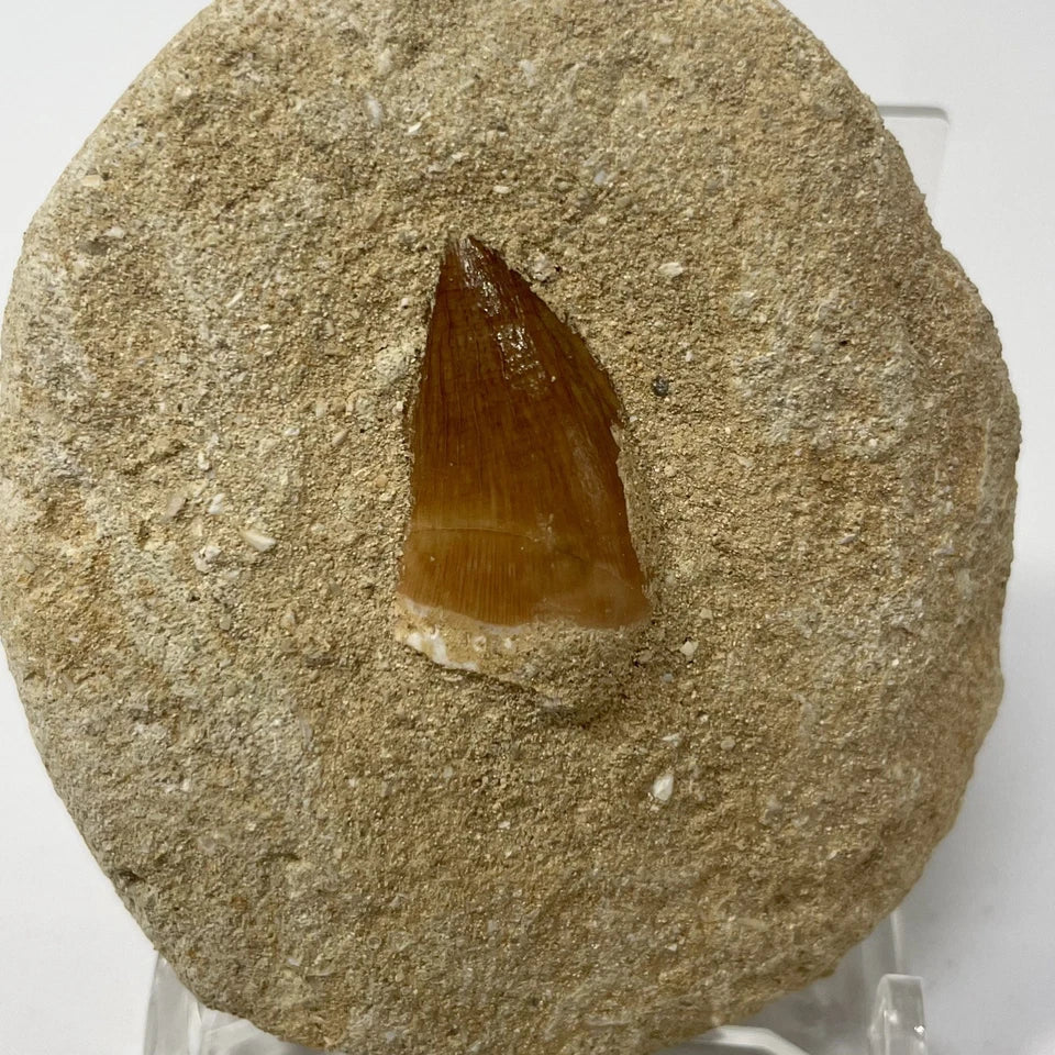 Mosasaur Tooth Bundle With Stand- Two Genuine Fossil Mosasaur Dinosaur Teeth