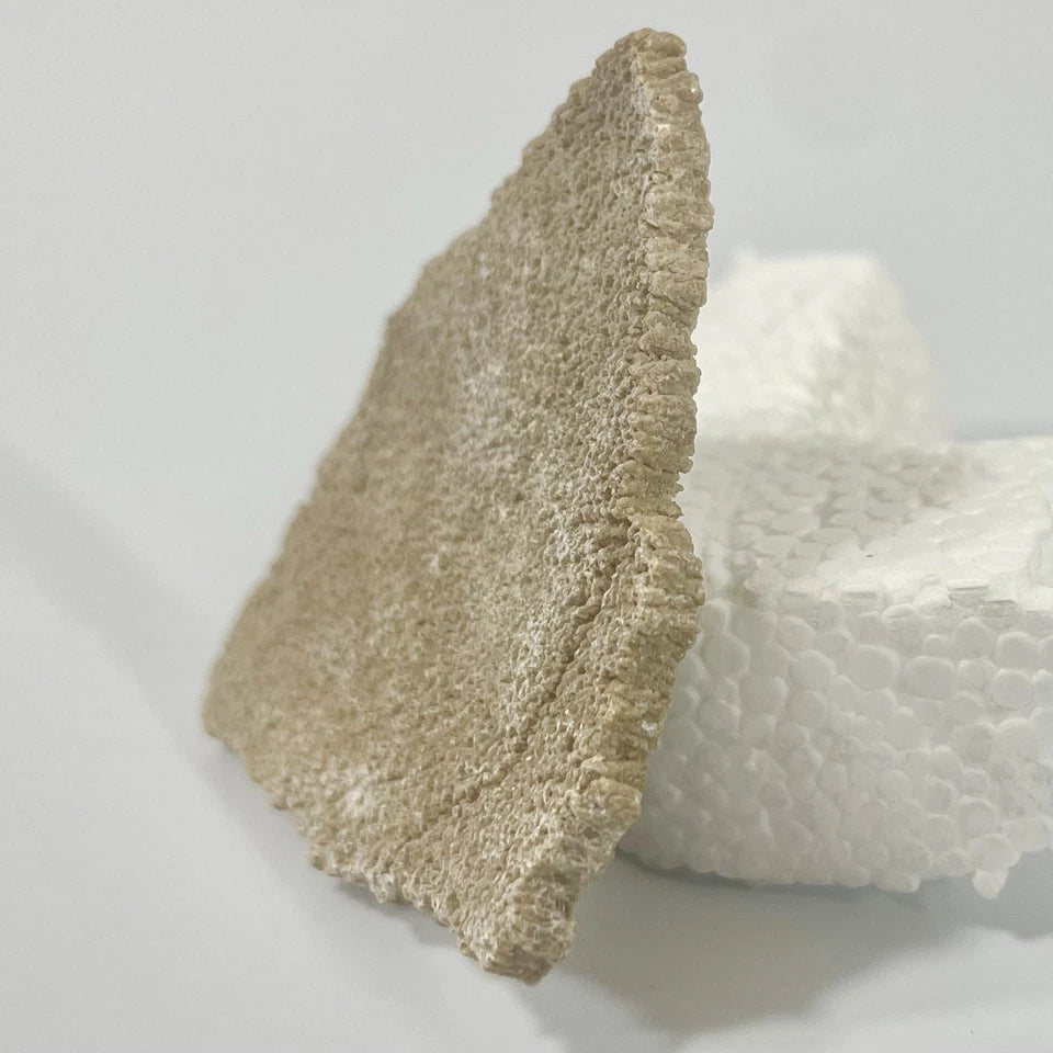 Titanosaur Egg Fragment Natural Fossil Dinosaur Egg 55mm