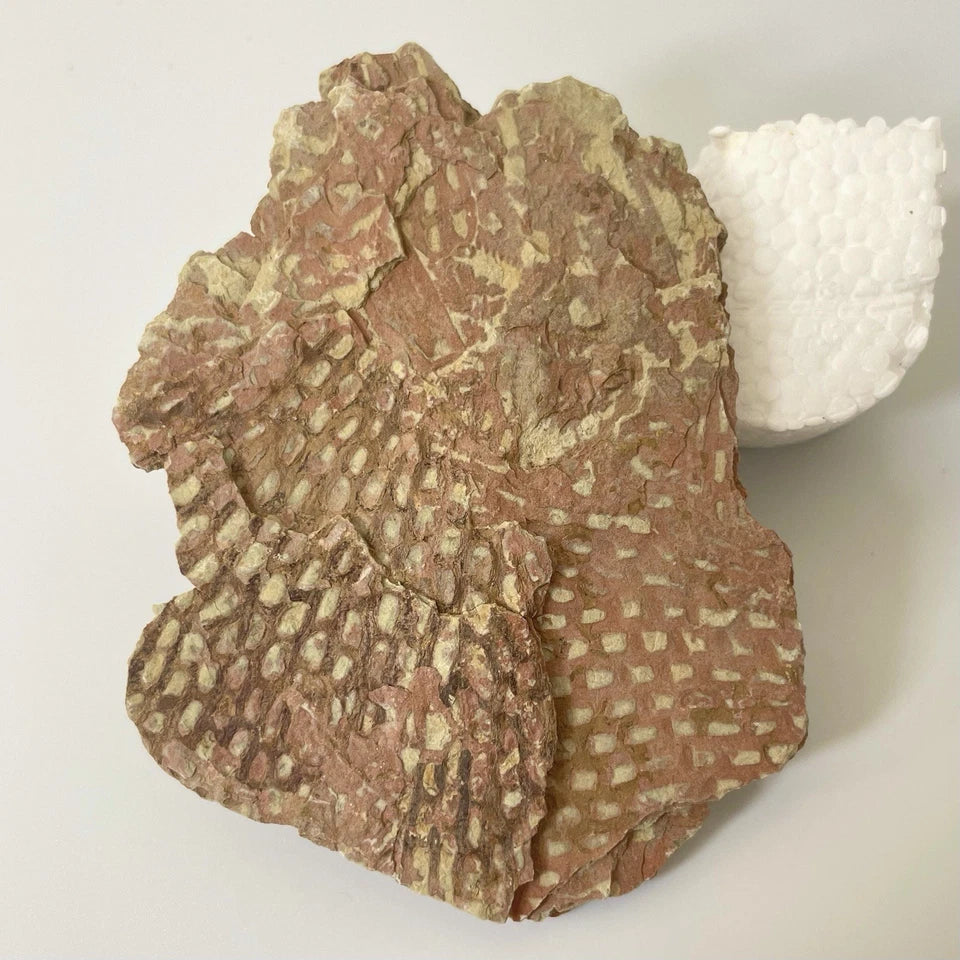 Graptolite Fan Fossil - Natural Specimen - 80mm - Exact Item Pictured