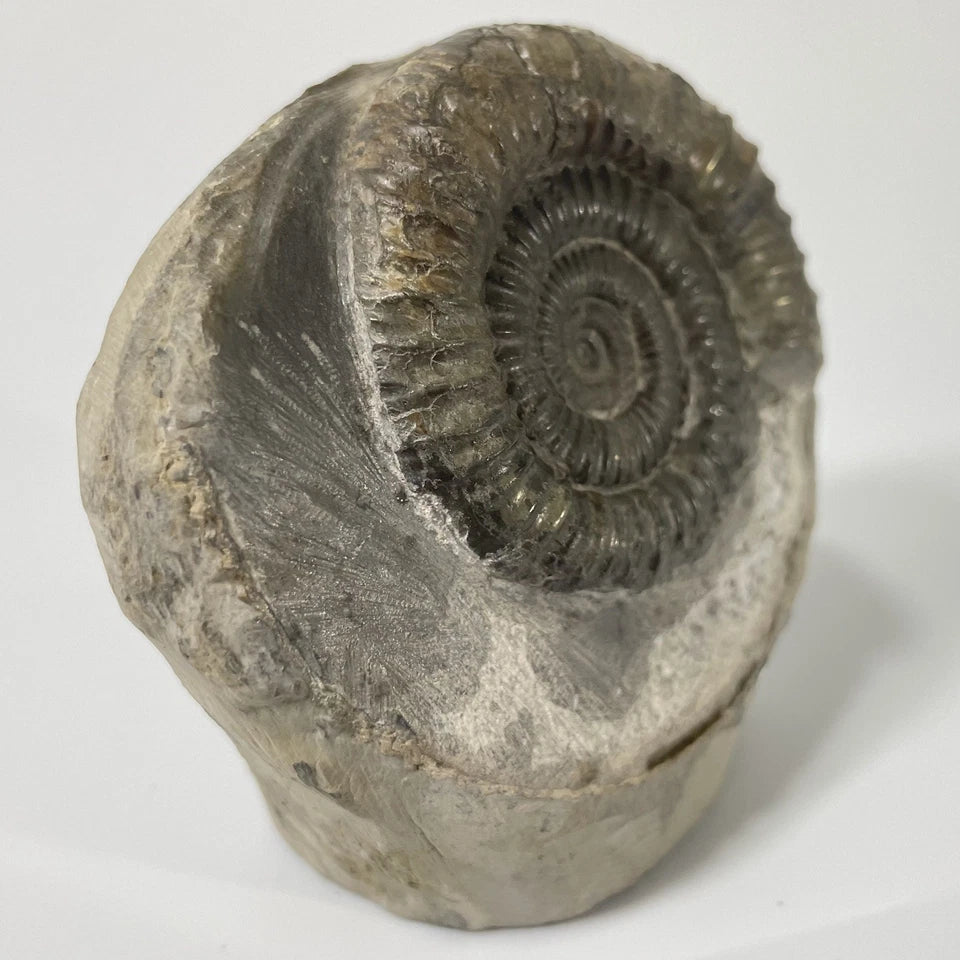 Dactylioceras Ammonite Fossil - 170 Million Years Old - Whitby - 60mm