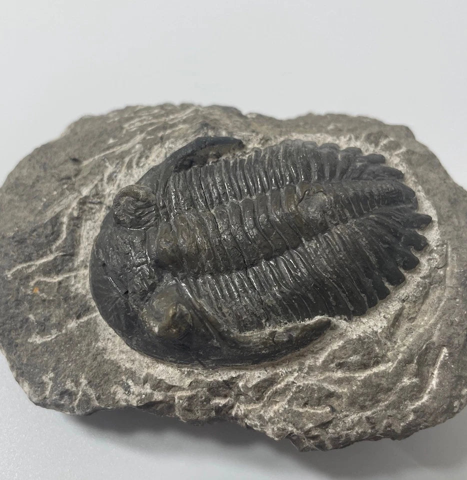 Hollardops Trilobite Fossil