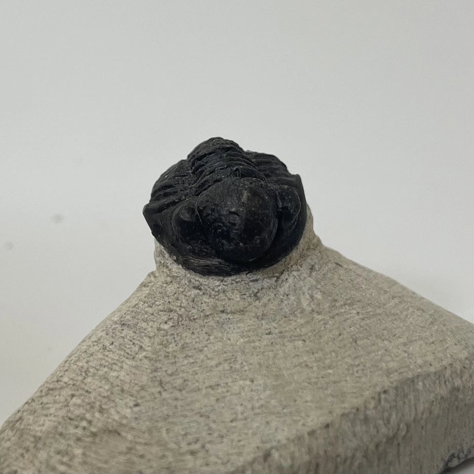 Trilobite Fossil On Natural Matrix - Moroccan Excellent Definition ~ 25mm