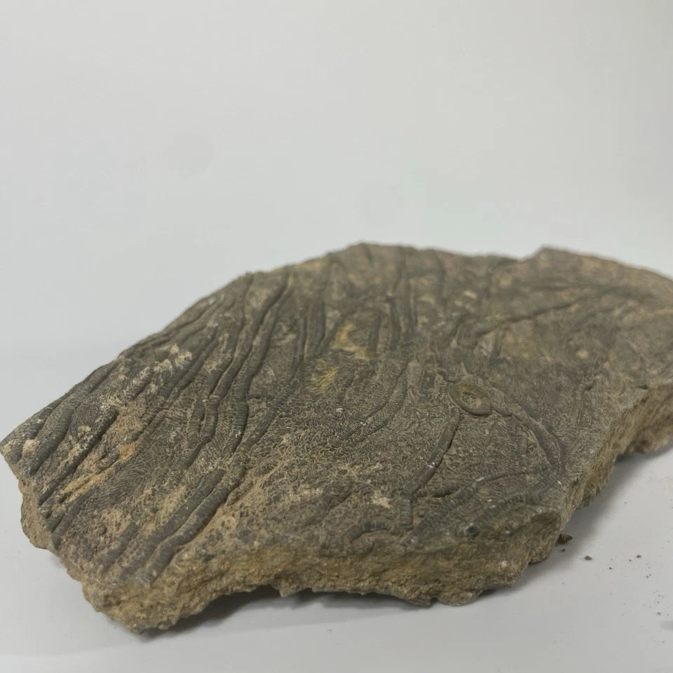 Crinoid Fossil Rich Slab Specimen - 140mm X 70mm - Excellent Preservation+Detail