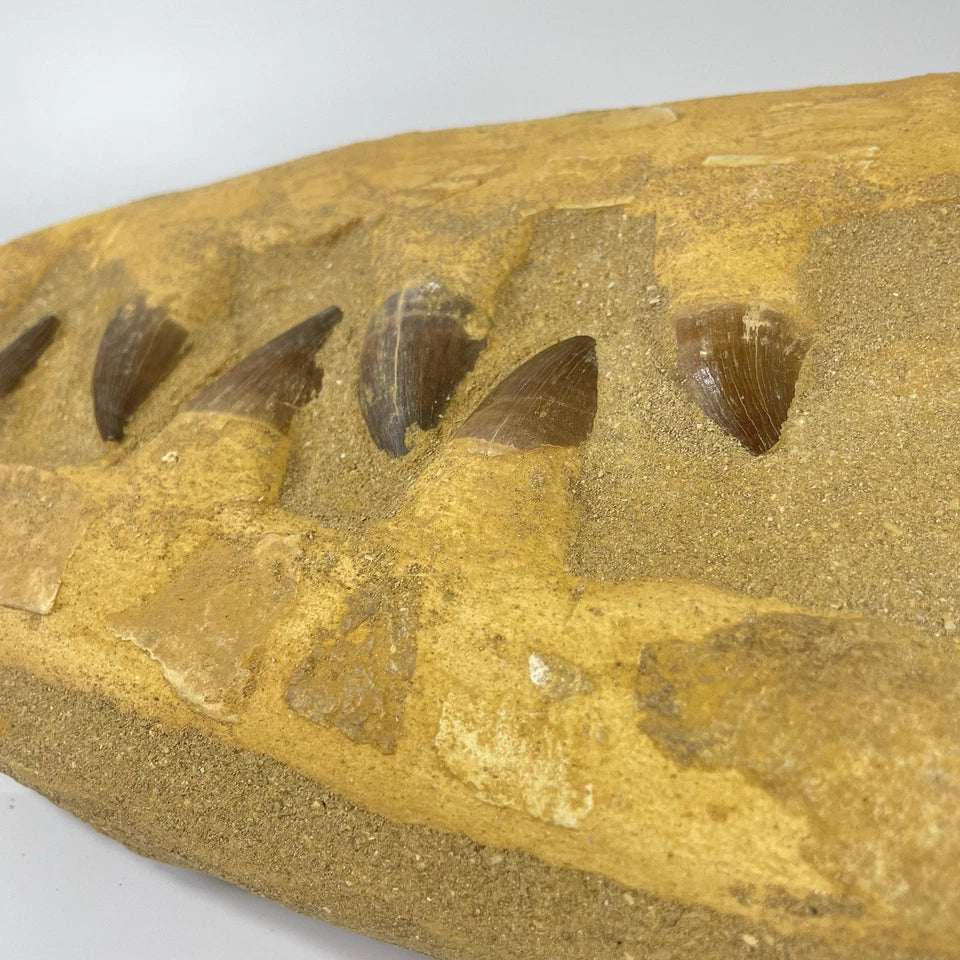 Mosasaur Jaw Section Natural Teeth And Bone Fossil In Composite Matrix ~ 23cm
