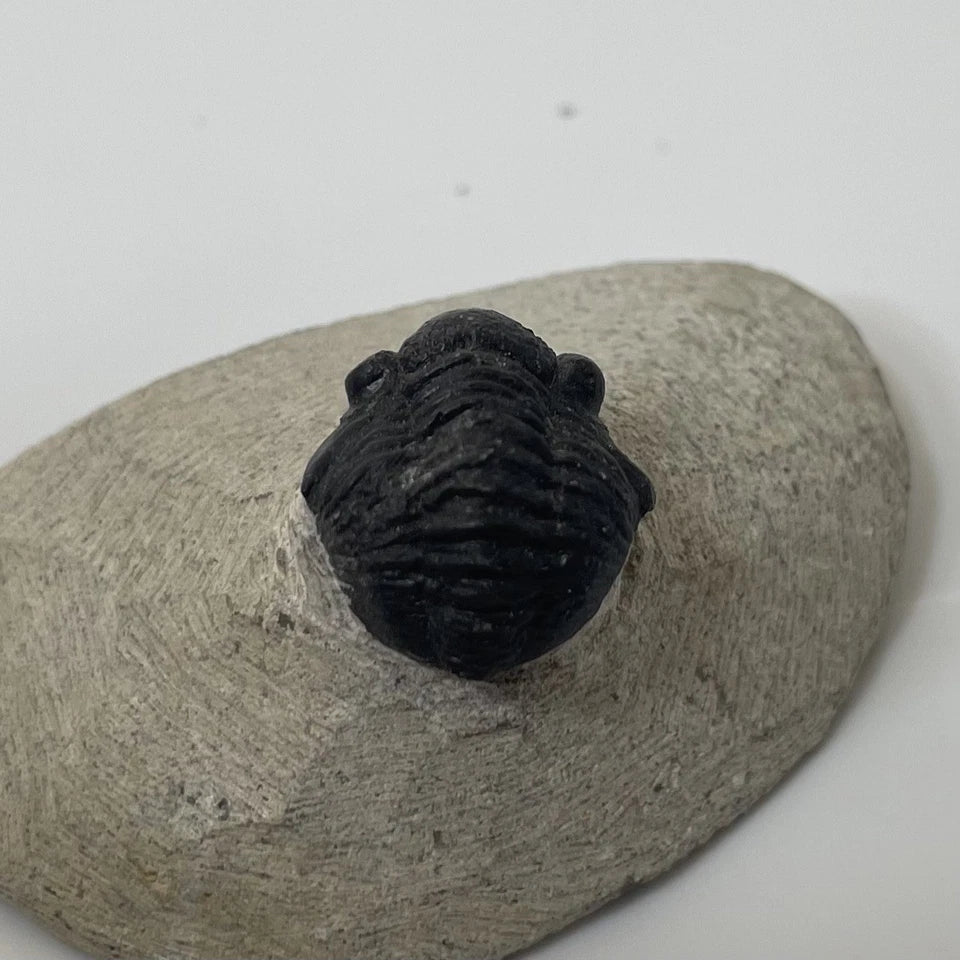 Trilobite Fossil On Natural Matrix - Moroccan Excellent Definition ~ 25mm