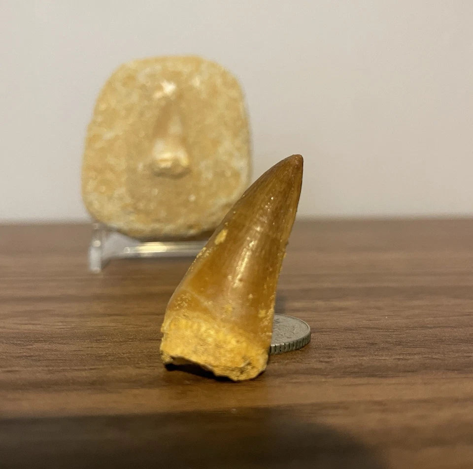 Mosasaur Tooth Bundle With Stand- Two Genuine Fossil Mosasaur Dinosaur Teeth