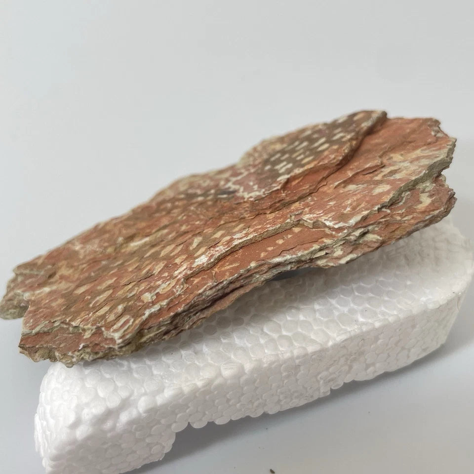 Graptolite Fan Fossil - Natural Specimen - 80mm - Exact Item Pictured