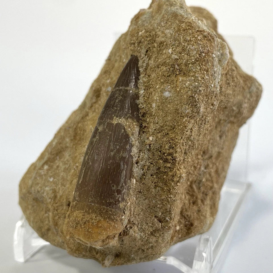 Large Plesiosaur Tooth Fossil On Natural Matrix - 40mm - Morocco- Exact Specimen