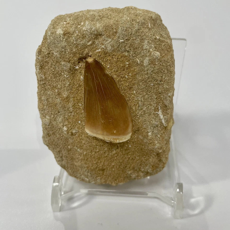 Large Mosasaur Tooth Bundle With Stand- Two Genuine Fossil Dinosaur Teeth