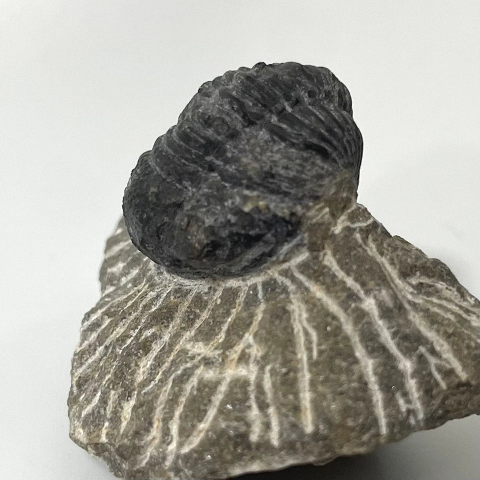 Trilobite Fossil On Natural Matrix - Moroccan Excellent Definition ~ 30mm