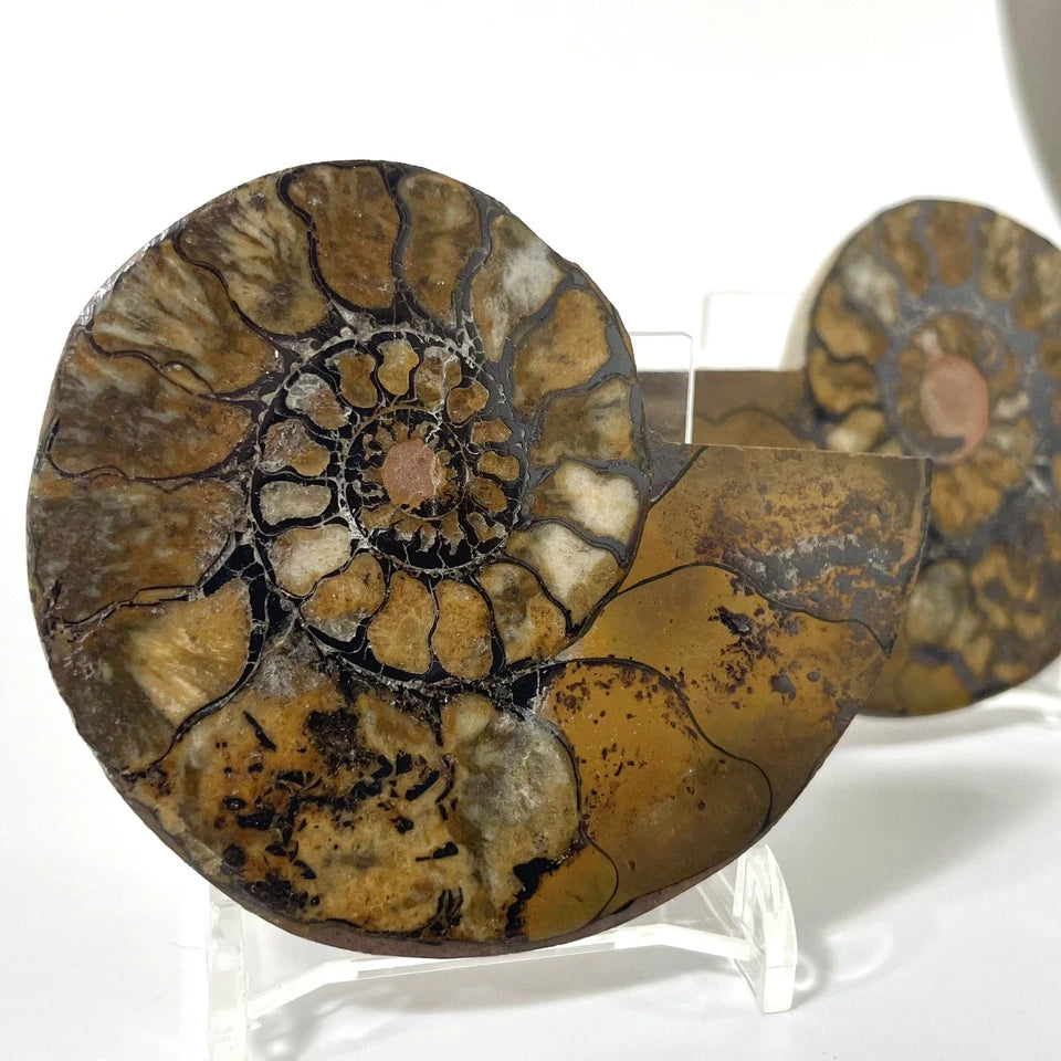 Large Ammonite Fossil Pair 8cm - with stands natural fossil