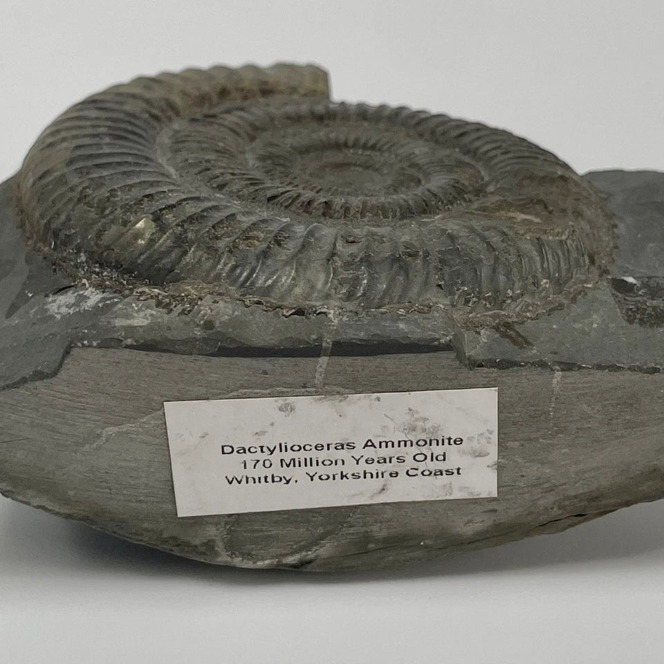 Dactylioceras Ammonite Fossil - 170 Million Years Old - Whitby Yorkshire - 7cm