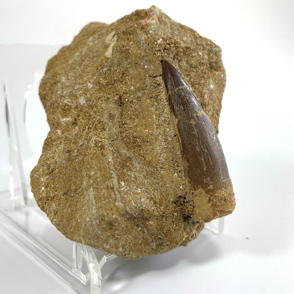 Large Plesiosaur Tooth Fossil On Natural Matrix - 40mm - Morocco- Exact Specimen