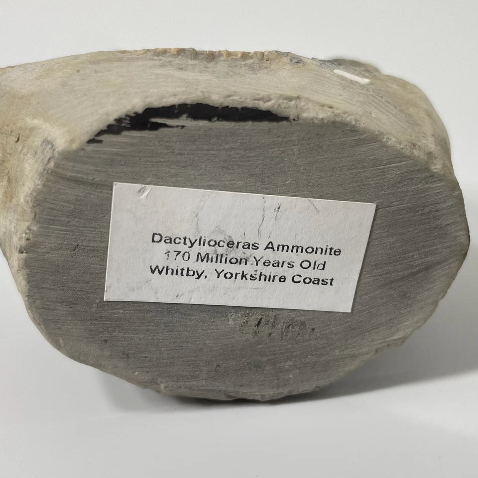 Dactylioceras Ammonite Fossil - 170 Million Years Old - Whitby - 60mm