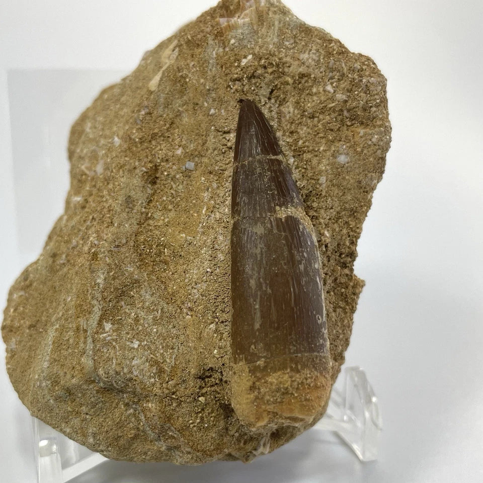 Large Plesiosaur Tooth Fossil On Natural Matrix - 40mm - Morocco- Exact Specimen