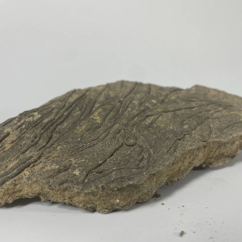 Crinoid Fossil Rich Slab Specimen - 140mm X 70mm - Excellent Preservation+Detail