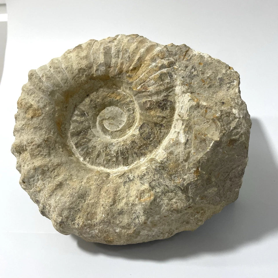 Giant Ammonite Fossil - Natural 3.6kg Specimen Rare - 21cm - Agadir Morocco